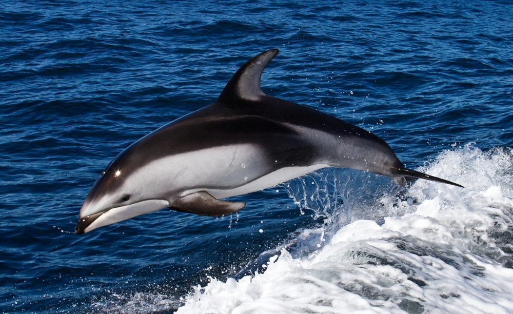   Какой из перечисленных дельфинов живёт в пресной воде?