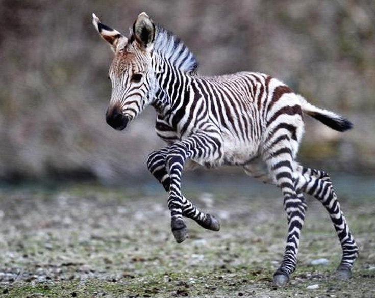Как бы вы назвали детеныша зебры?