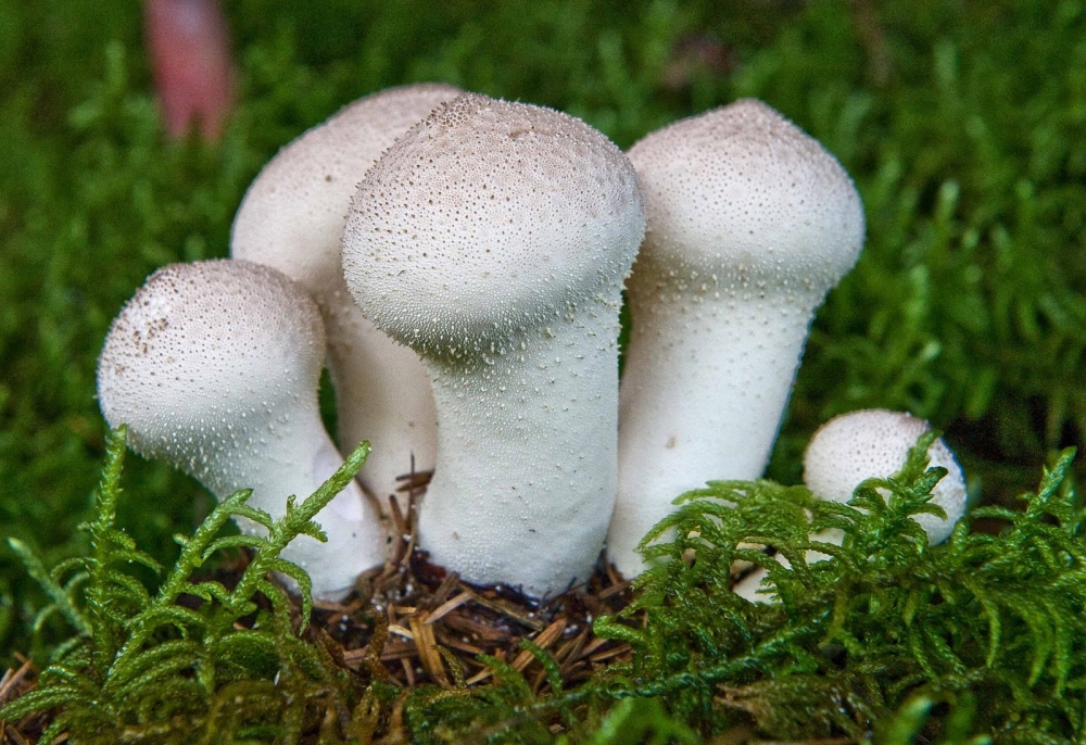 Что это за грибы?