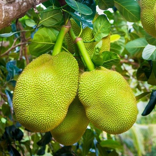 Это самые большие съедобные плоды, растущие на деревьях. Их вес может достигать 34 кг.