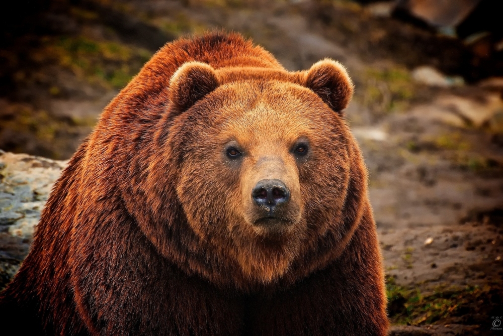 Каков по-Вашему средний срок жизни бурого медведя?