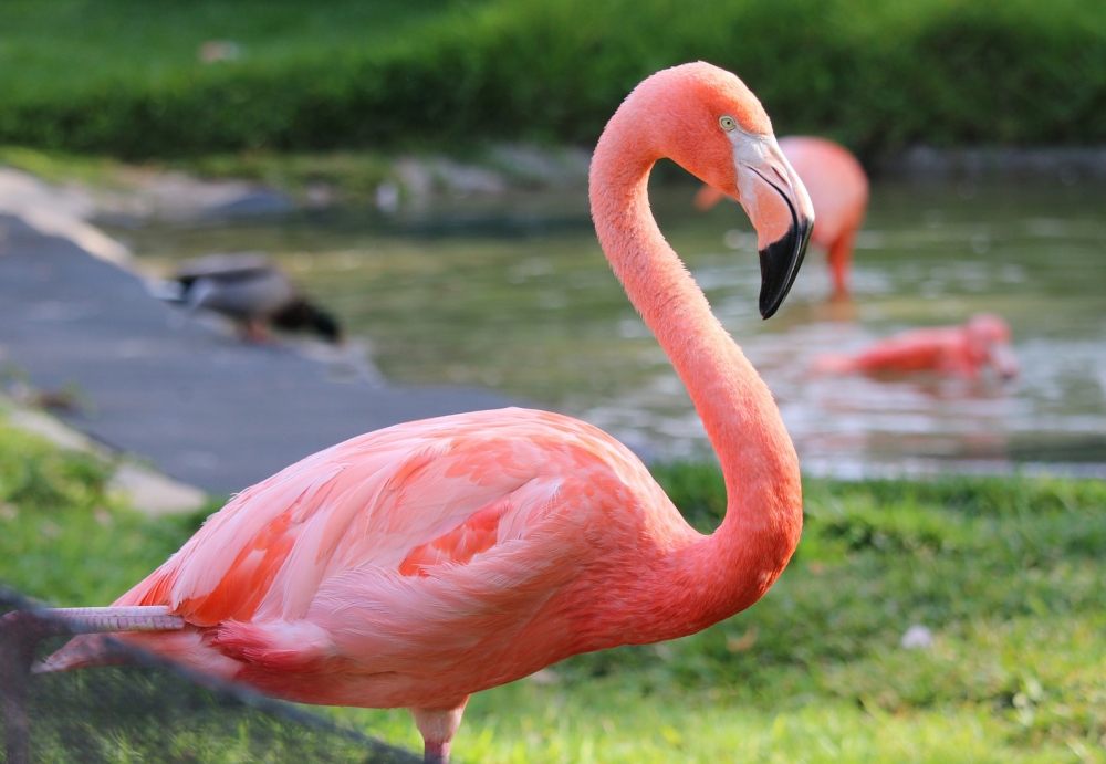 Какого цвета крылья у фламинго?