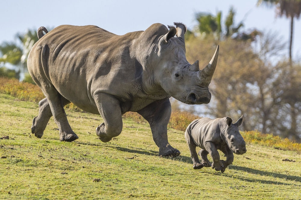 Какой из этих видов носорогов вымер?