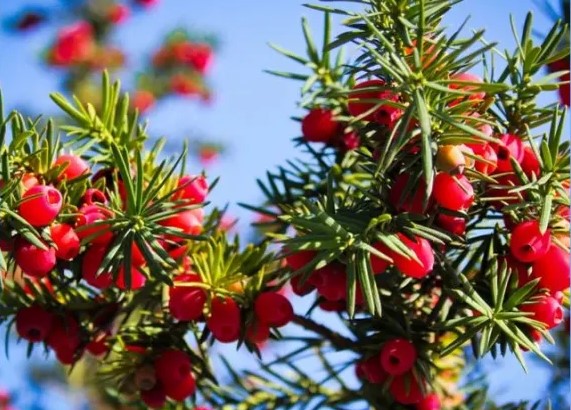 Как называется этот кустарник?