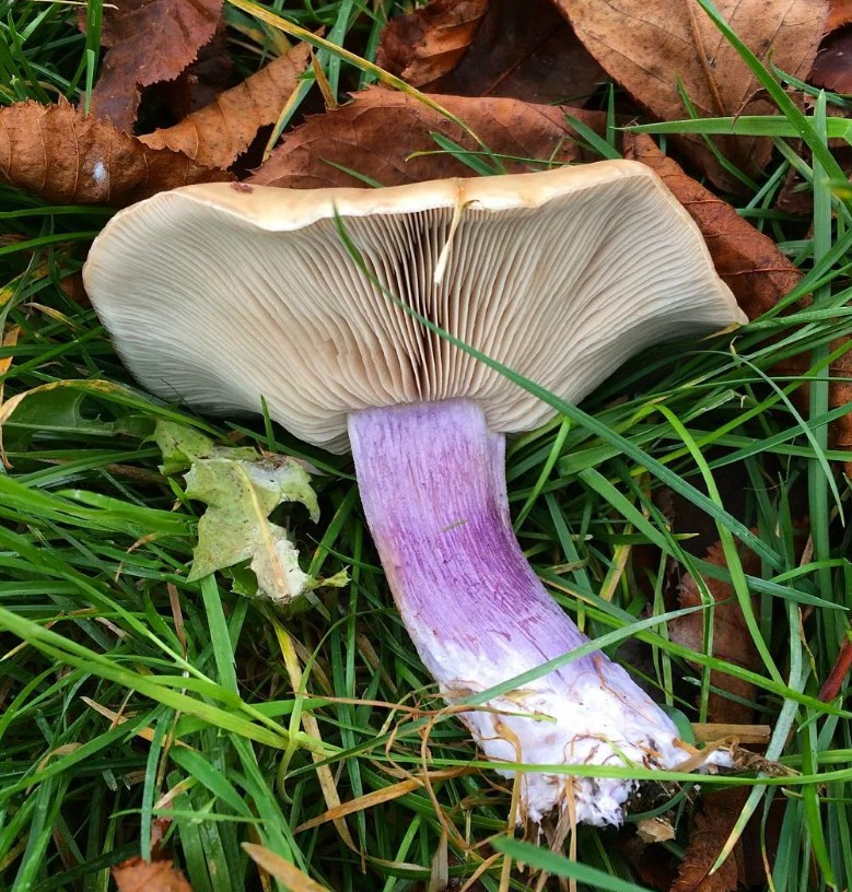 Этот гриб широко распространен по всей Европе. Сезон его плодоношения с ранней весны (с начала марта) до начала зимы (до первых заморозков)