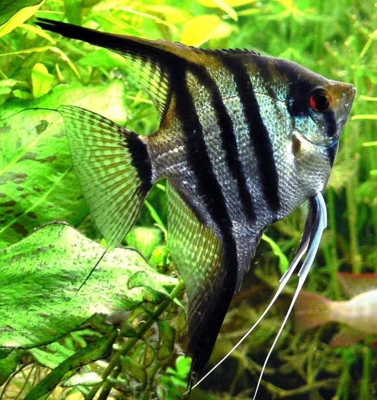 Латинское название этой южноамериканской рыбы Pterophyllum происходит от греч. πτερος — «крыло» и греч. φυλλον — «лист»