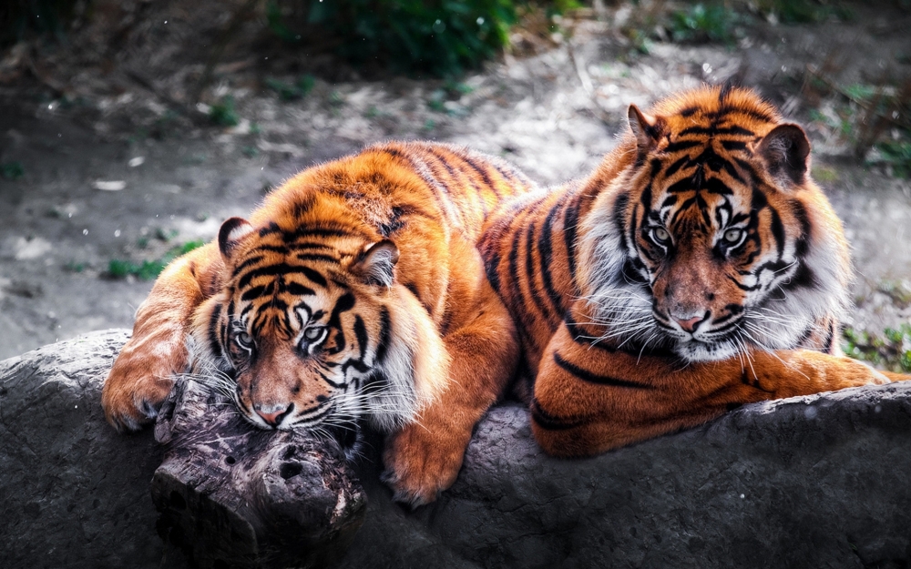 Учёными было выделено девять подвидов тигра, из которых к началу XXI века сохранились лишь ...