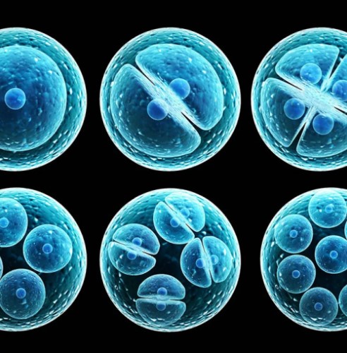 Второй этап онтогенеза животных называется…