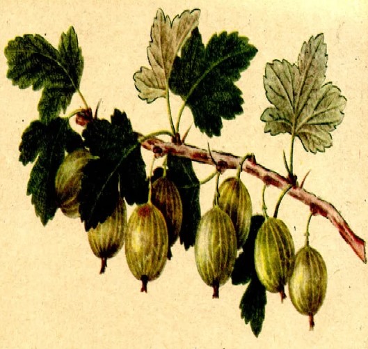 Что подавала Пелагея, бесшумно шагая по ковру: