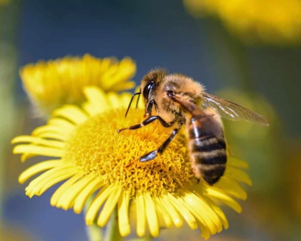 Что используют пчеловоды, чтобы не быть покусанными при работе с пчёлами