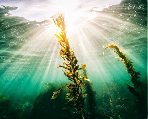 Как называется раздел биологии, изучающий водоросли?