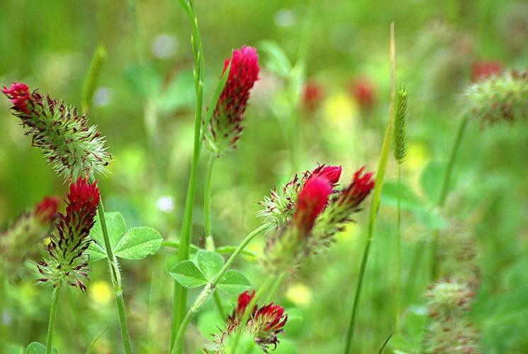 К «вредной группе» относятся