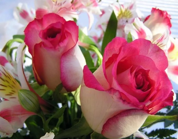 В какой мировой религии цветок лотоса традиционно считается символом чистоты?