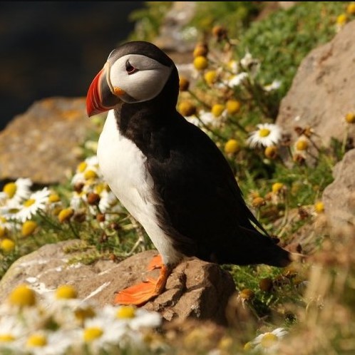 Эти птицы, живущие на побережьях Атлантического и Северного Ледовитого океанов, гнездятся в норах. Как они называются?
