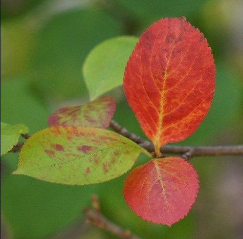 Ботаническое название этого растения — арония. А в народе его называют ...