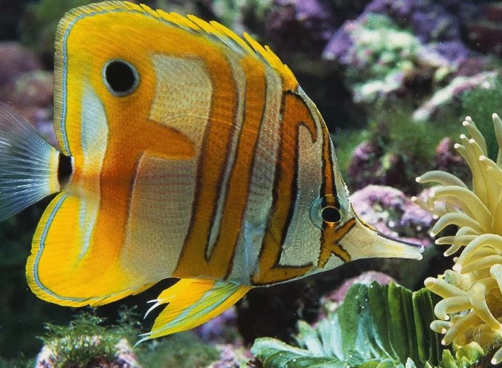 Какой раздел зоологии посвящён изучению рыб?