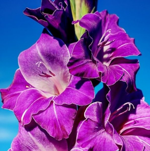 Другое название этого великолепного садового цветка из семейства Ирисовые — шпажник.