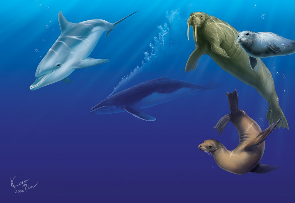 Какое морское млекопитающее является самым большим в мире?