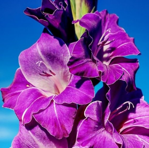 Другое название этого великолепного садового цветка из семейства Ирисовые — шпажник.