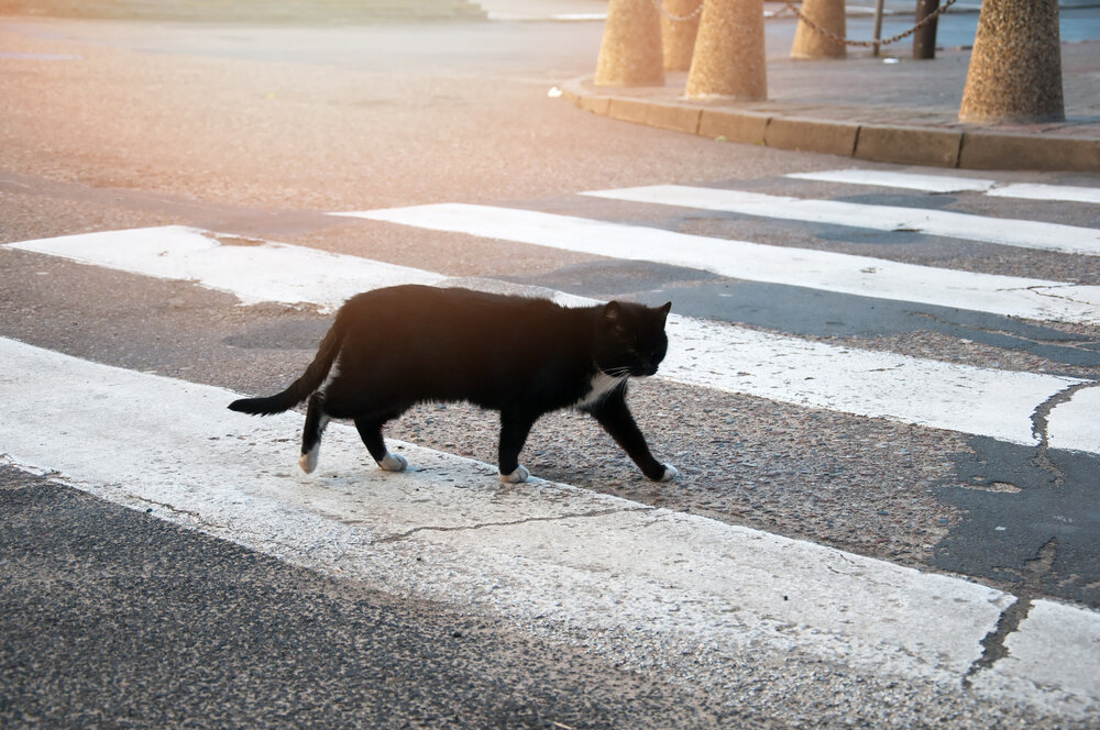 Если черная кошка перешла вам дорогу, это...