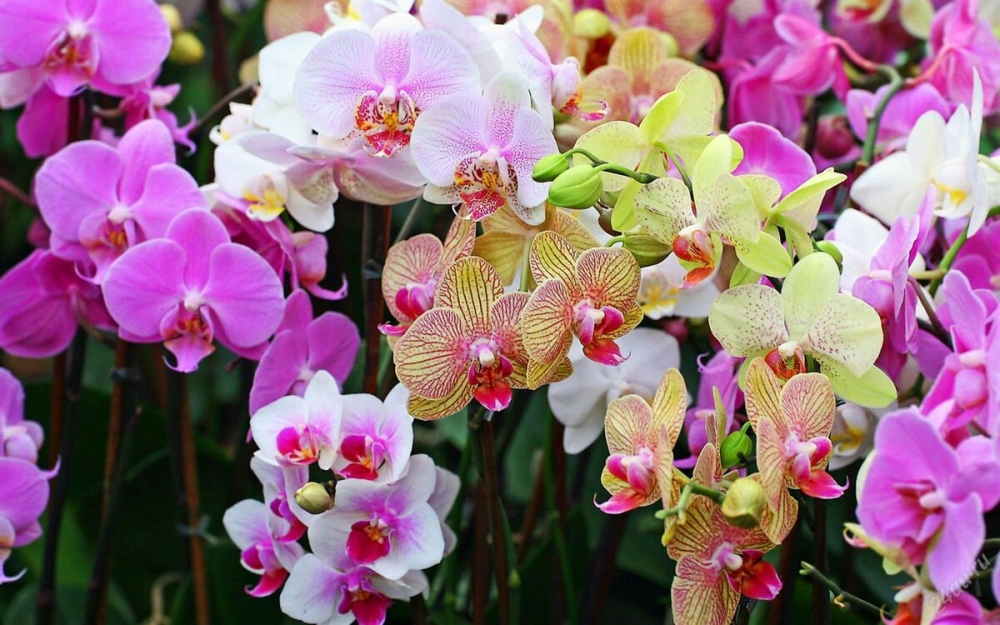 У какой орхидеи вся ее жизнь проходит под землей?