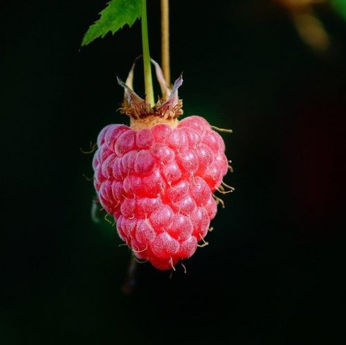 С точки зрения ботаники это не ягода, а многокостянка. Она состоит из нескольких, сросшихся между собой плодиков с косточками. Но в народе его всё-таки называют ягодой. Это — ...