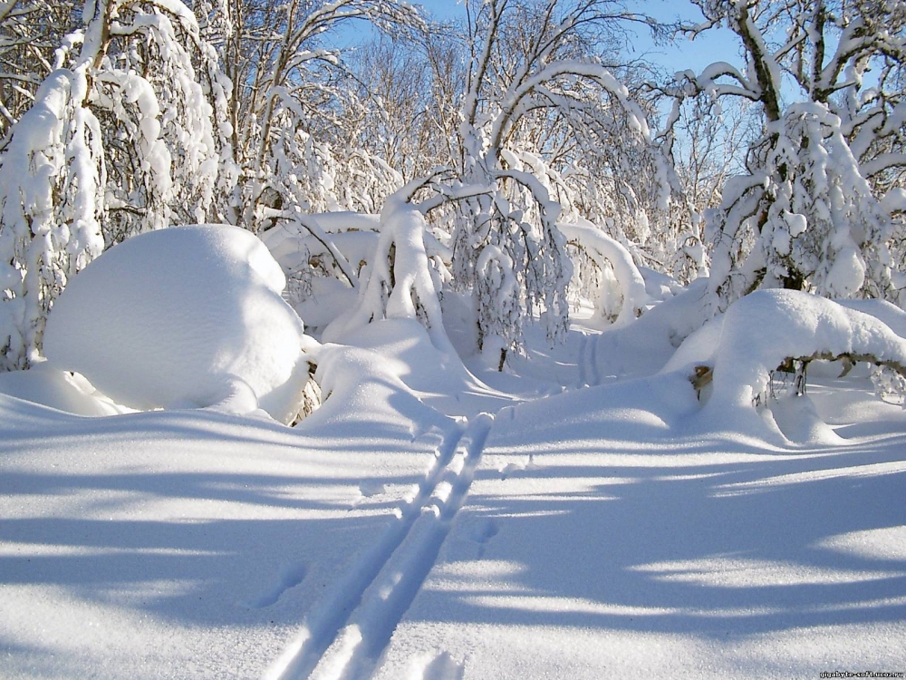 1.	Снежок изрезан лыжами, Как мел, скрипуч и сух, И ловит кошка рыжая Веселых белых мух.