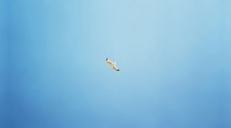 Какая единственная в мире птица способна летать задом наперёд?