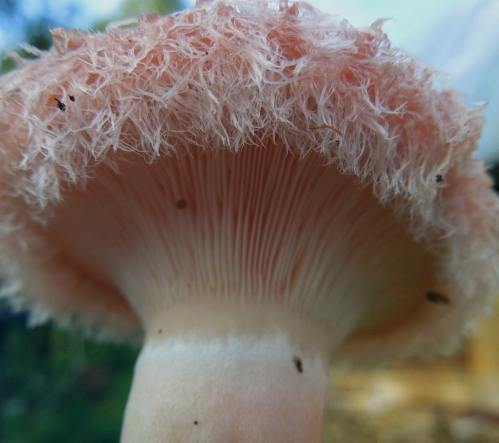 Этот гриб слегка бархатистую поверхность, рисунок в виде кружков на шляпке и бахромчатый край, в народе носит такое ласковое название, как 