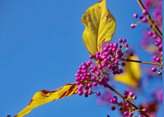 Как называется этот кустарник?