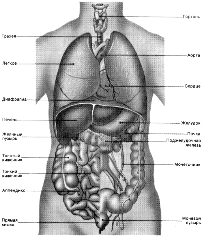 Какой из этих органов принадлежит к эндокринной системе человека?
