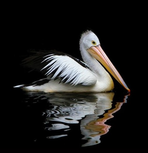 Еще один представитель пернатого мира Австралии. А называется он