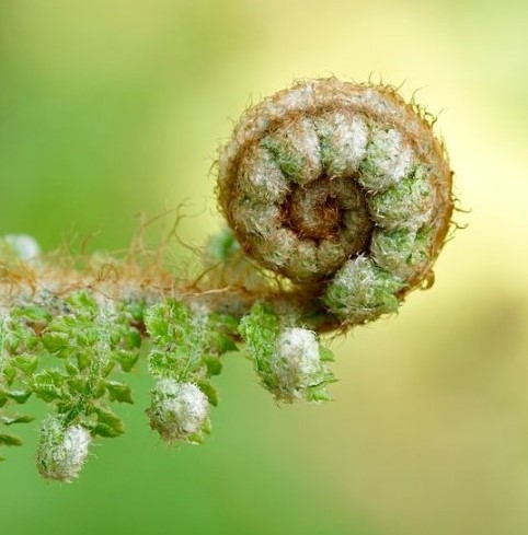 Название рода этого растения получено им потому, что расположение сосудистых пучков в корневище на поперечном разрезе напоминает государственного орла. Как называется это растение?