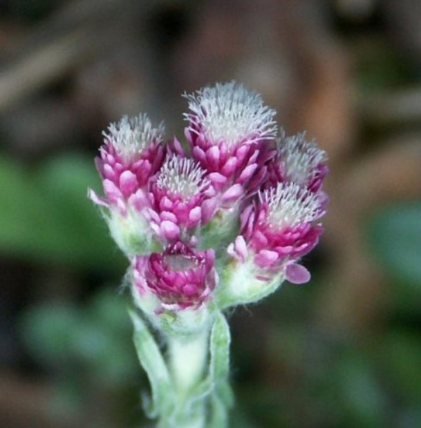В народе этот миловидный цветок ласково называют кошачья лапка. Другое его название — ...