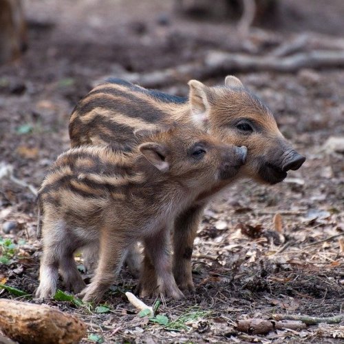  Это детёныши дикого предка домашней свиньи. Из этих миленьких полосатых деток вырастут очень грозные и опасные звери.