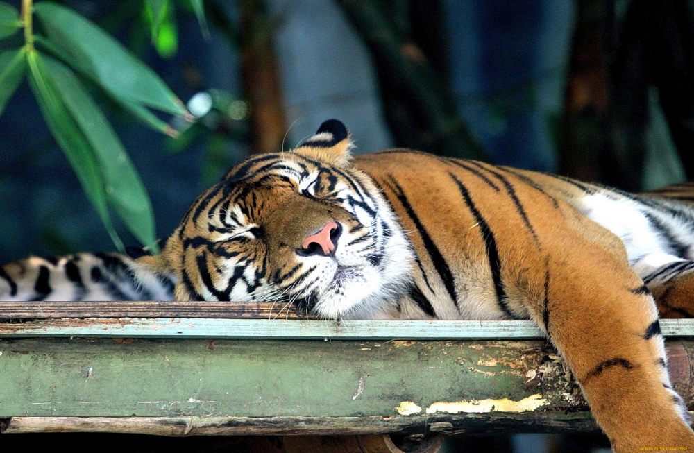  В какое время суток тигр лучше всего видит?