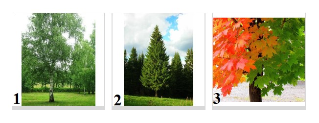 Какое дерево наиболее распространено на территории Удмуртии?