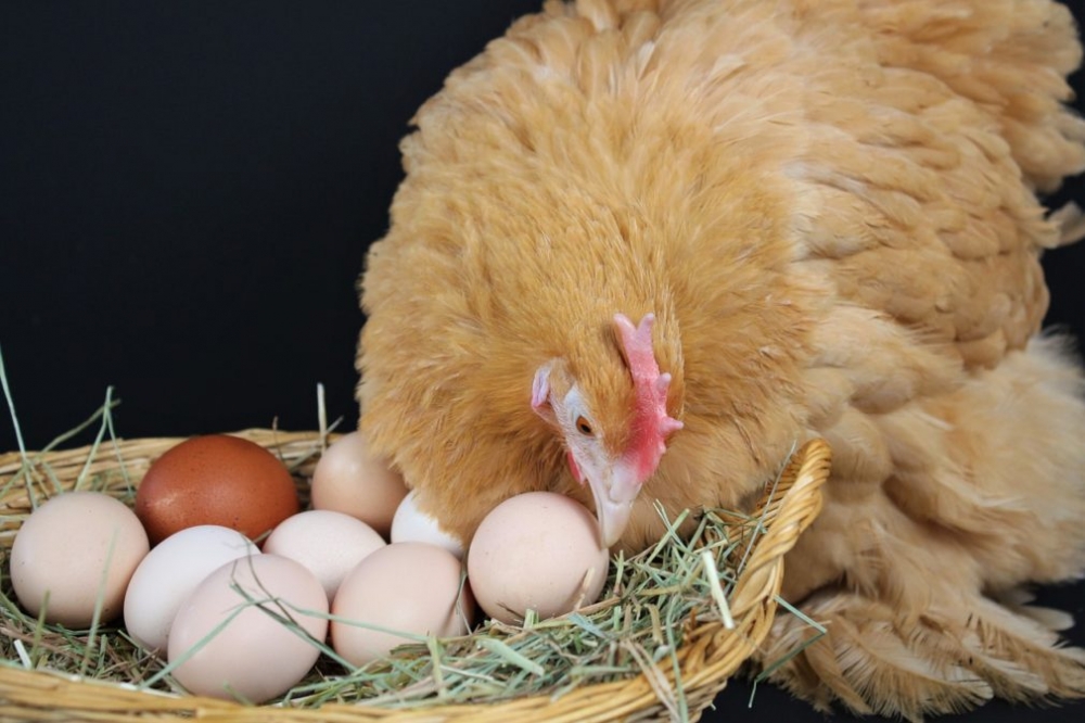 Мясо птиц и яйца являются продукцией ...