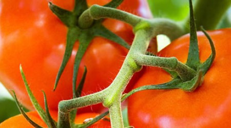Как называют боковые побеги томата, вырастающие из пазух листьев?