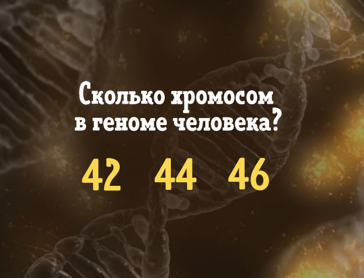 Сколько хромосом в геноме человека? 