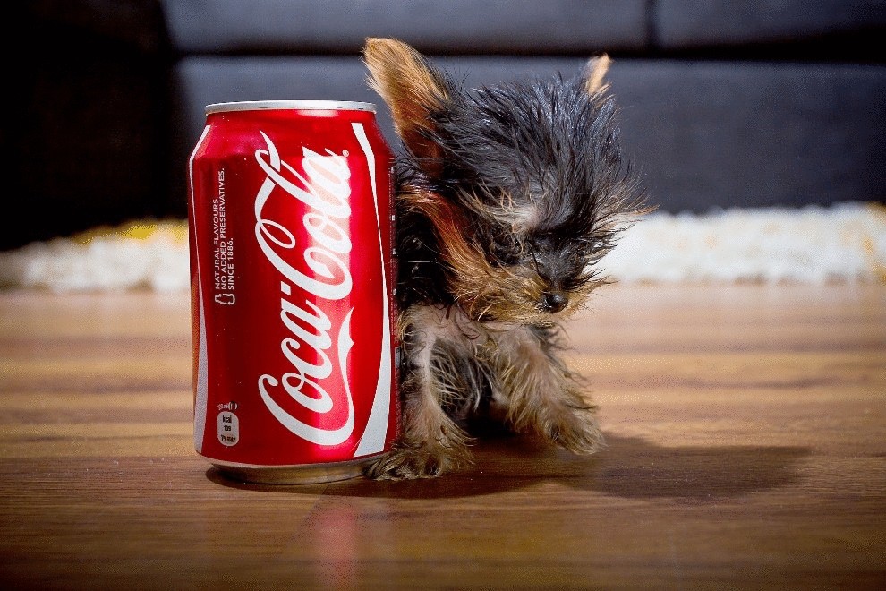 Сколько весит самая маленькая собака в мире?