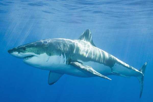За сколько дней вырастают зубы у акулы?