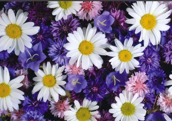 Какой цветок считается китайским символом женственности?