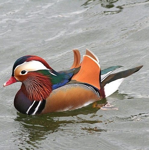 Эта небольшая водоплавающая птица очень ярко и необычно окрашена. Как называется эта утка?