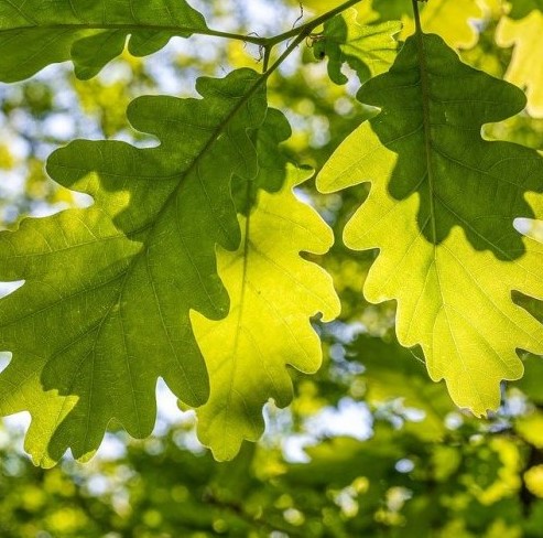 Древесина этого растения используется для производства бочек, в которых выдерживается известный французский напиток для получения особенного вкуса. Как называется это растение?