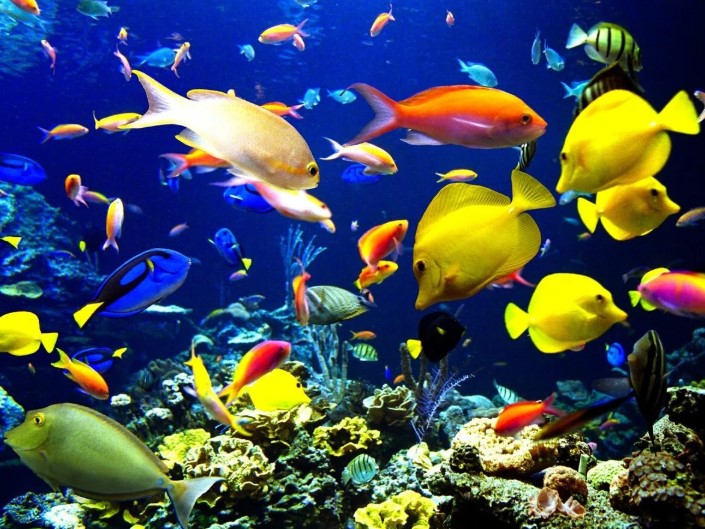 Какой из этих рыб не существует?