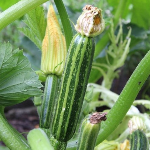 Цукини — это разновидность какого овоща?