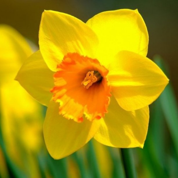 Этот весенний цветок, является одним из самых известных представителей семейства Амариллисовые.