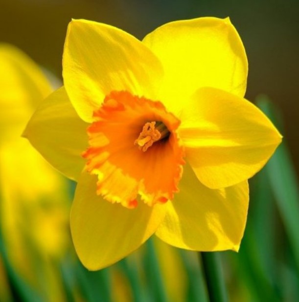 Этот весенний цветок, является одним из самых известных представителей семейства Амариллисовые.