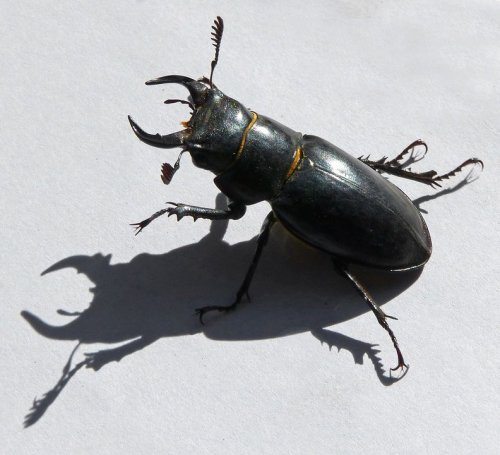 Это самый крупный жук, обитающий на территории Европы, его длина может достигать 86—91 мм. Самцы реагируют агрессивно на других самцов своего вида, из-за чего часто возникают драки за обладание пищей и самками.